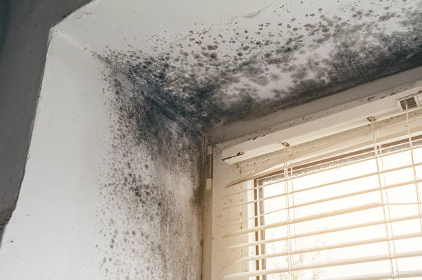 Affordable Basement Mold Removal solutions in New Columbia, PA