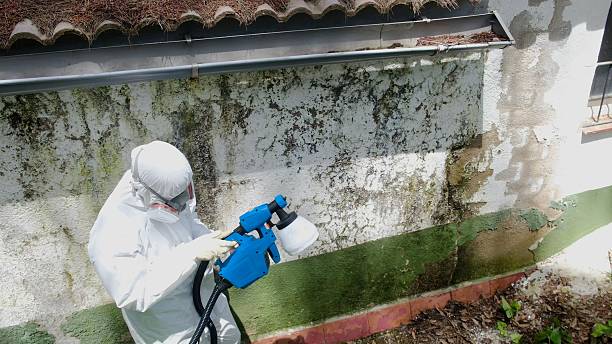 Top rated local Basement Mold Removal specialists in New Columbia, PA